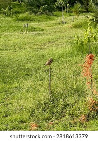Burrowing owl perched on a tree stump under sunlight with green field background in João Pessoa, Brazil
A burrowing owl (Athene cunicularia) basking in the sun while perched on a tree stump, with a lush green field in the background in João Pessoa, Brazil. Wildlife photography showcasing the natural habitat of this charismatic bird of prey.