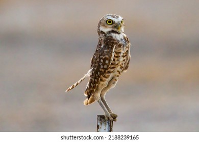 Burrowing Owl Perching On Metal Fence Post