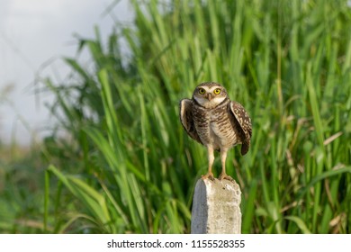 A burrowing owl preparing to flight.