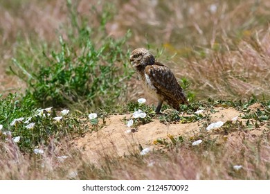 10,063 Sandy habitat Images, Stock Photos & Vectors | Shutterstock