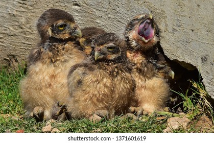 Long Legged Owl Images Stock Photos Vectors Shutterstock