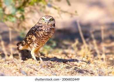 Burrowing Owl staring at te camera right outside its burrow