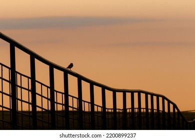 Burrowing Owl Sunset On The Fence