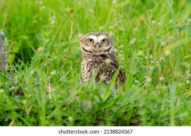 Burrowing Owl Tilts Its Head Looking At The Camera