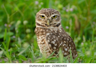 Burrowing Owl Tilts Its Head Looking At The Camera