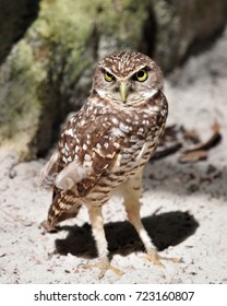 Burrowing Owl Is A Very Small Owl With Long Legs.