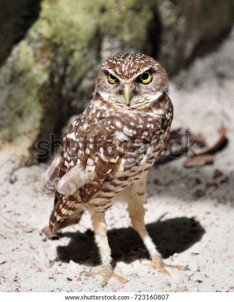 Burrowing Owl Very Small Owl Long Stock Photo Edit Now 723160807