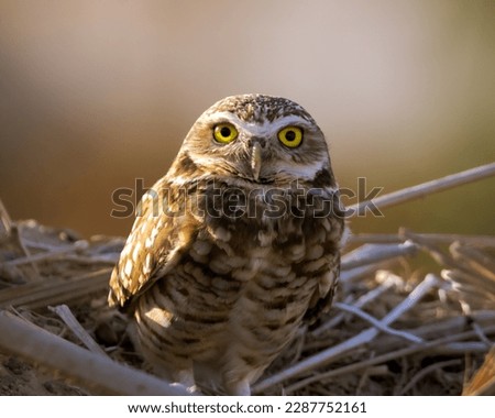 Burrowing Owl watching the sunset
