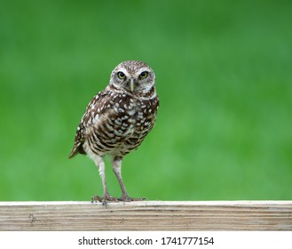 Burrowing Owl With White Spotted Brown Feathers, Long Legs, And Bright Yellow Eyes Is Standing On A Wooden Fence Against A Blurred Green Background.