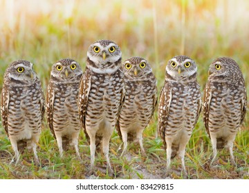 Famille Oiseaux Images Stock Photos Vectors Shutterstock