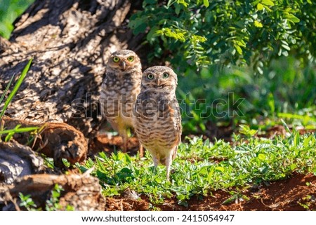 burrowing owls, endemic, athene noctua, birds, pair, owl, animal, bird, wildlife, burrowing, brown, nature, feathers, beak, wild, predator, athene, burrow, cute, small, natural, beautiful, eyes, yello