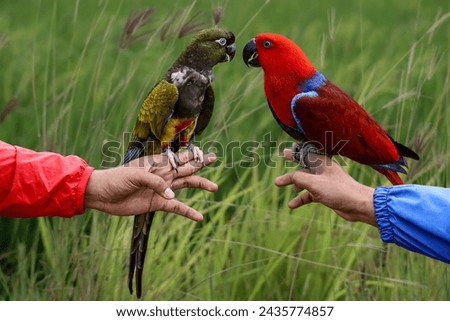 Burrowing Parrot and Eclectus parrot are facing each other with their heads on a natural green background 