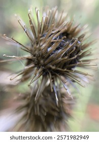 Burs that get stuck on you, pesky things 