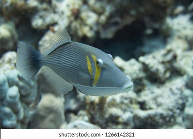 Bursa Triggerfish On Coral Reef Off Kona, The Big Island, Hawaii