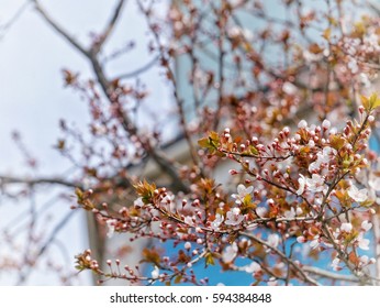 BURSA, TURKEY - March 6, 2017: Cherry Blossoms At Ye?il Türbe