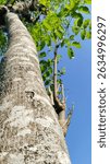 Bursera Simaruba. Burseraceae. Tree. Blue sky
