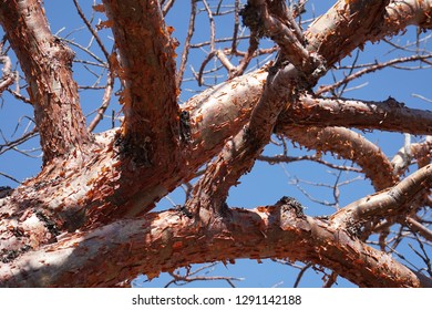 Bursera Simbarumba O Gumbo Limbo Tree Peel