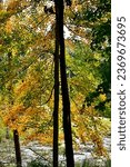 A burst of color in the sunlight as the leaves turn to autumn at Chain-o-Lakes state park in Indiana.