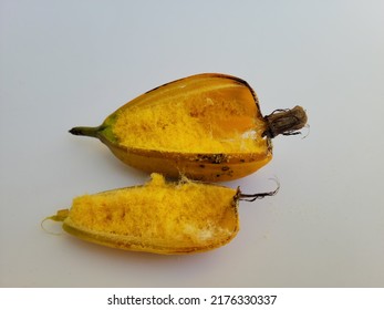 A Burst Seed Pod Of Cymbidium Orchid On Black Background. Seeds Will Be Carried Off By The Wind As Pollination. Those Small Dots On The Outside Of The Pod Are Tiny Seeds.