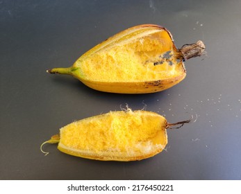 A Burst Seed Pod Of Cymbidium Orchid On Black Background. Seeds Will Be Carried Off By The Wind As Pollination. Those Small Dots On The Outside Of The Pod Are Tiny Seeds.