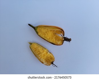 A Burst Seed Pod Of Cymbidium Orchid On Black Background. Seeds Will Be Carried Off By The Wind As Pollination. Those Small Dots On The Outside Of The Pod Are Tiny Seeds.