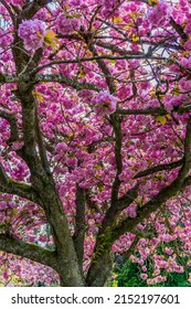 Bursting Cherry Blossoms At Seward Park In Seattle, Washington.