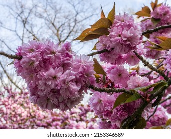 Bursting Cherry Blossoms At Seward Park In Seattle, Washington.