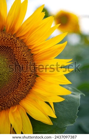 Bursting with life, sunflowers paint the countryside with strokes of golden brilliance