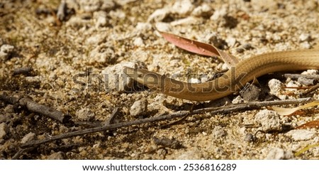 Burton Legless Lizard on a path