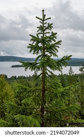 Burtrask, Sweden,  A Forest Lanscape In Norrland.