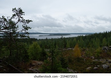 Burtrask, Sweden,  A Forest Lanscape In Norrland.