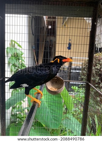 Burung Beo (Gracula). Smart bird who likes to imitate sounds. Parrots have a distinctive plumage color that is jet black and an orange beak.