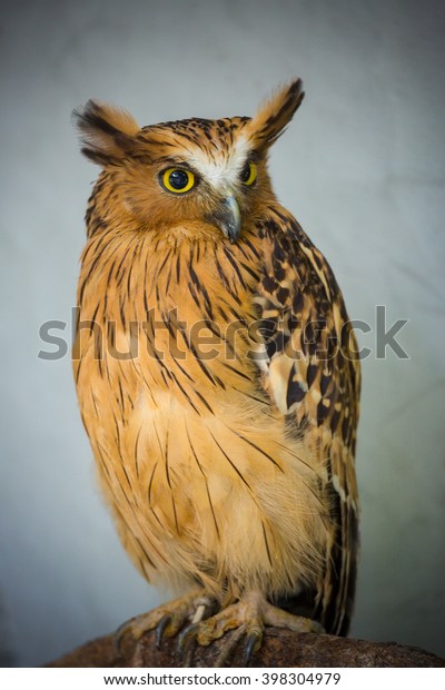 Burung Hantu Celepuk Malay Owl Kuala Stock Photo Edit Now 398304979