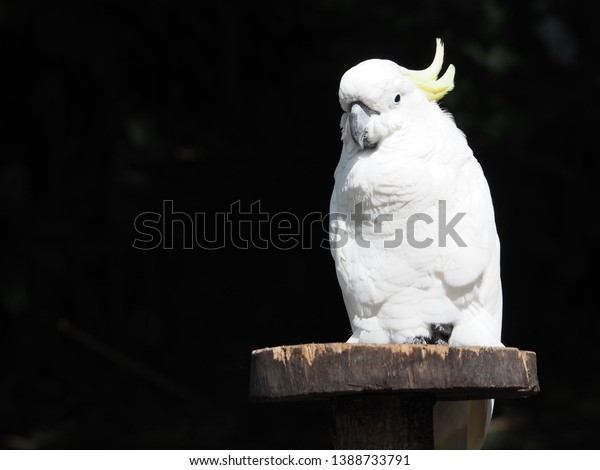 Burung Kakatua Putih White Cockatoo Bird Stock Photo Edit Now