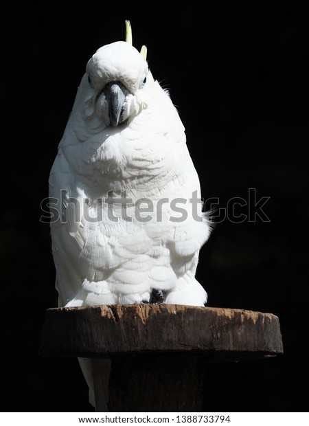 Burung Kakatua Putih White Cockatoo Bird Stock Photo Edit Now 1388733794