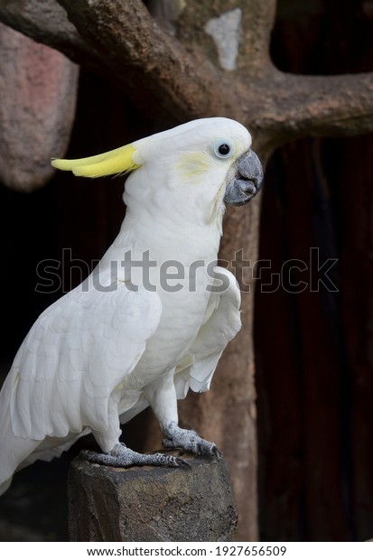 Burung Kakatua Putih White Cockatoo Bird Stock Photo Edit Now 1927656509