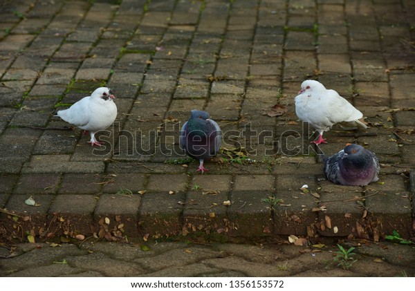 41++ Burung merpati terupdate