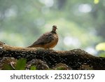 Burung perkutut sering dianggap membawa keberuntungan dalam budaya Jawa dan menjadi simbol kedamaian serta kesejahteraan.