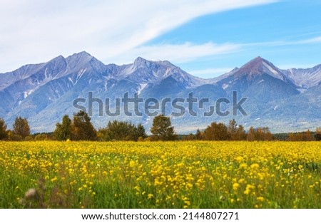 Buryatia. Tunka foothill valley. View of Eastern Sayan Mountain range from field of blooming yellow rapeseed on sunny summer day. Beautiful rural landscape. Concept of summer travel and agritourism