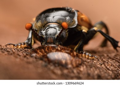 Burying Beetle - Nicrophorus Vespillo