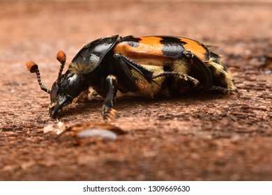 Burying Beetle - Nicrophorus Vespillo