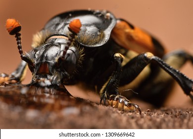 Burying Beetle - Nicrophorus Vespillo