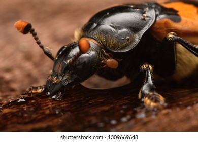 Burying Beetle - Nicrophorus Vespillo