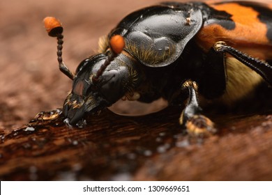 Burying Beetle - Nicrophorus Vespillo