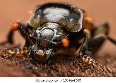 Burying Beetle - Nicrophorus Vespillo