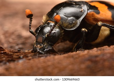 Burying Beetle - Nicrophorus Vespillo