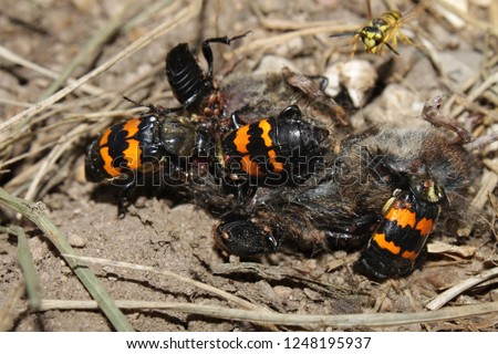 Burying Beetles (Nicrophorus orbicollis) on a dead mouse at Rock Cut State Park in northern Illinois