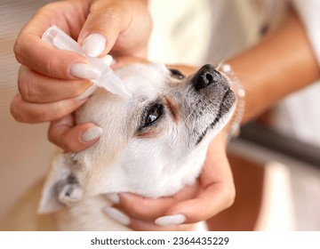 Burying drops in the eyes of a small chihuahua dog, the concept of pet care - Powered by Shutterstock