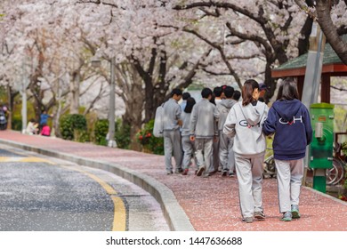 Busan, APR 2: High School Student Is Doing A Field Trip With Cherry Tree Blossom On APR 2, 2014 At Busan, South Korea