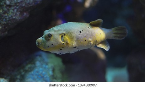 Dwarf Pygmy Puffer Fish Carinotetraodon Travancoricus Stock Photo ...